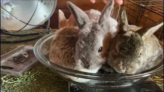 How and Why We Weight Our Meat Rabbits