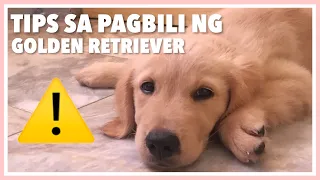 6 TIPS BAGO KA BUMILI NG GOLDEN RETRIEVER | Philippines (2020)