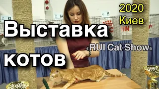 Идём с Вами на ВЫСТАВКУ КОШЕК «RUI Cat Show» КИЕВ 2020 | Няшно на 100 %