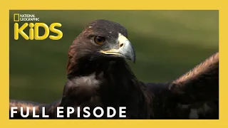 Kirby the Falconer | Weird But True! | S1 E13 | Full Episode | @natgeokids