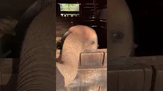 Baby elephant isn't ready to go to bed