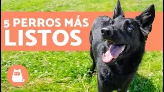 Los PERROS más INTELIGENTES - TOP 5 PERROS LISTOS