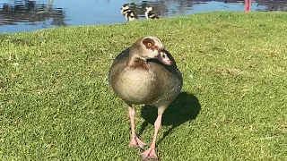 A brand new family of Egyptian goose