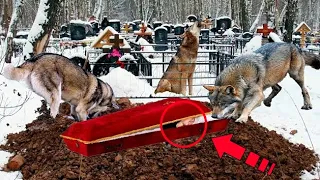 A pack of wolves dug a fresh grave. Having opened the coffin, people were horrified!