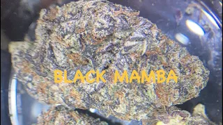 BLACK MAMBA🔥🔥🔥🔥 Black Domina x Grandadddy Purp