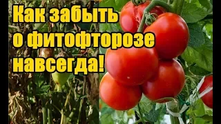 Как избавиться от фитофторы / Борьба с фитофторой на томатах, картофеле, огурцах