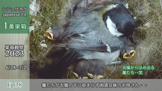 Mom Japanese Tit Can't Fit Chicks Under Her Belly... 😆 (Nest Observation 2023 Jun 28 - Jul 2)