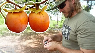 How to Graft a Fruit Tree | Grafting American Persimmons for Wildlife and Humans