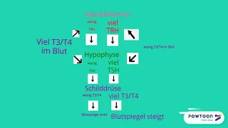 Der Regelkreis - Hypothalamus, Hypophyse, Schilddrüse - Erklärvideo