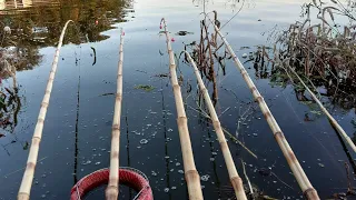 Pescaria Raiz de tilapia e Piau usando isca viva Rio Grande Porto Brasil Pescaria caipira