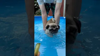 Can pugs swim? #pug #swimming