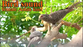 Bird sound female Asian koel Common Koel bird Eudynamys scolopaceus