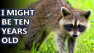 Raccoon facts: the bandit in your backyard | Animal Fact Files