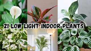 21 Indoor Plants for Low Light | Indoor Plants for Home | Indoor Gardening