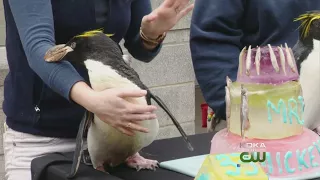 Pittsburgh Zoo Macaroni Penguins Celebrate 33rd Birthdays