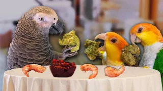 Birthday Cake and Shrimp for Talking Parrot