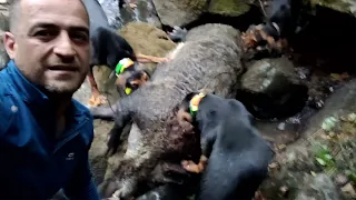 YARALI AZILI İLE AMANSIZ TAKİP AKSİYON DOLU MUHTEŞEM BİR DOMUZ AVI.BEST WILD BOAR HUNTING VIDEOS...