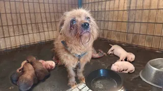 "Please help my puppies", Her eyes were bleeding in tears begging to save her dying newborn cubs