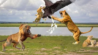 Family Lion attack Eagle protect Baby, The salvation of The Lord for Lion Cub | 1001 Animals