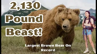 Clyde the Kodiak Bear: Largest  Bear In Recorded History