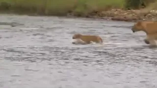Lion's Crossing river