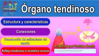 Órgano tendinoso | Órgano tendinoso de Golgi | Reflejo miotático inverso fisiología