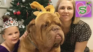 С НОВЫМ ГОДОМ 🎄HAPPY NEW YEAR год СОБАКИ 2018 🎂DOG year 2018 новогодние ПОЗДРАВЛЕНИЯ 😍😘