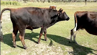 My Lovely Black Bull Romance So Many Cow's | Village Animals |