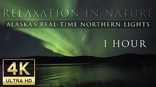 Relaxing Nature: Alaska's Real-Time Northern Lights in 4K UHD - 1 Hour