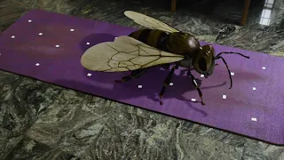 Why is there a huge ass bee in me house?!