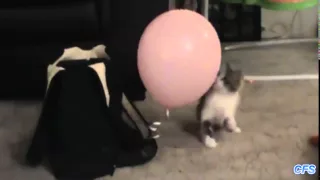 Коты против воздушных шариков (2015) | Cats vs balloons compilation