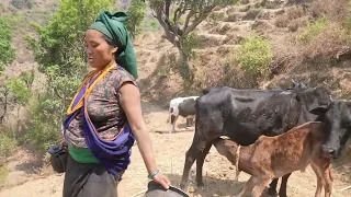 Traditional cows farm in village || Village documentary