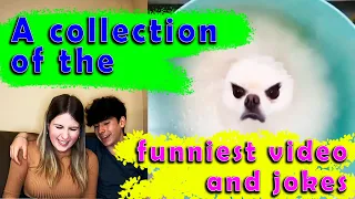 A collection of the funniest video and jokes - the craziest video