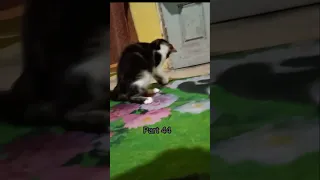 Funny cats part 44 #funny #funnycat #funnyanimals #funnyvideo #shorts