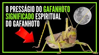 o presságio do GAFANHOTO - SIGNIFICADO espiritual do gafanhoto