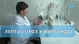 Чи виявлено лептоспіроз у Миргороді?