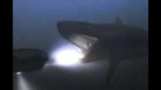 The Shark Scale: Shark Hunter (2001 Movie)