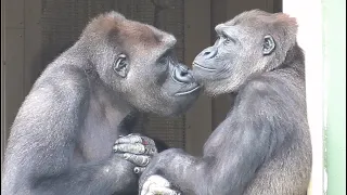 Kiyomasa, kissing Annie. Shabani, Gorilla, Silver back.