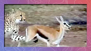Cheetah Running Full Speed Hunts Prey | Attacks Thompson's Gazelle