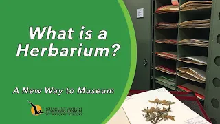 What is a Herbarium? | A New Way to Museum