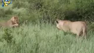 Лев защищает теленка