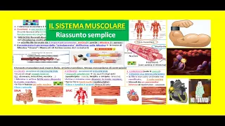 💪IL SISTEMA MUSCOLARE 1: funzioni, muscoli, tessuto muscolare liscio striato e cardiaco