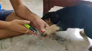 How To Trim Your Dog Nails At Home | RIO The Rottweiler | Rottweiler Puppy