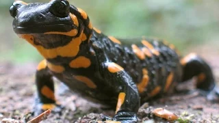 Огненная саламандра - Fire Salamander (Энциклопедия животных)