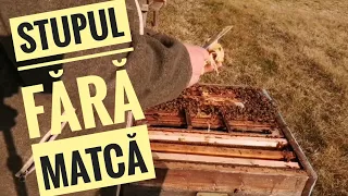 Am găsit un stup fără matcă.