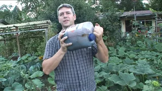 Effektive Mikroorganismen EM im Garten anwenden. Füttern mit Zuckerrohrmelasse