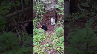 Adam's Lake Outfitters - Bear Hunting - 2017