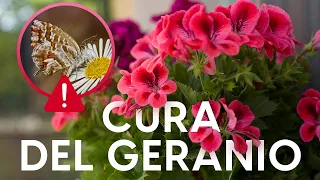 Cura del geranio e rimedi naturali contro la farfallina!