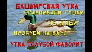 Сравнение Башкирской утки и утки Голубой фаворит