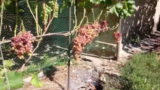 Экскурсия по винограднику - урожай ранних сортов 2017
